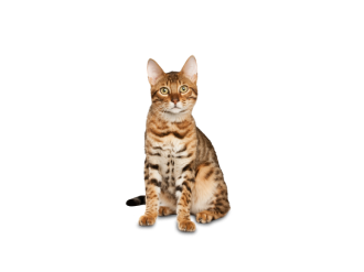 Gatto Bengala