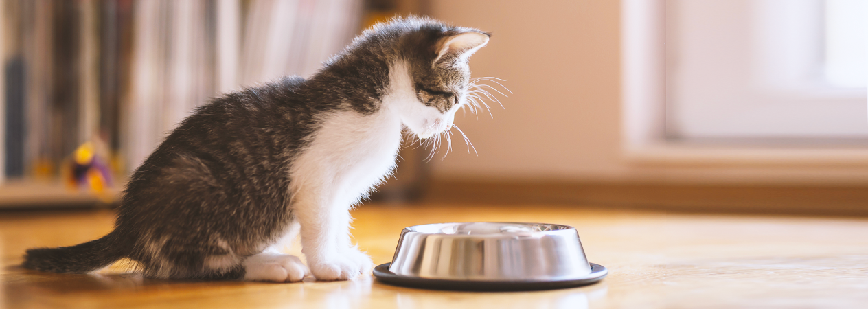 Gatto che guarda la ciotola del cibo