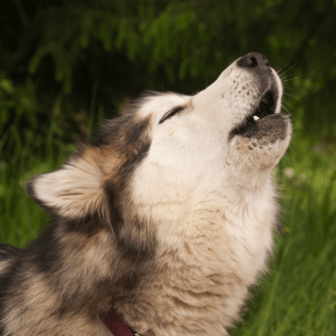 Image Link For La comunicazione canina: che tipo di suono emette un cane?