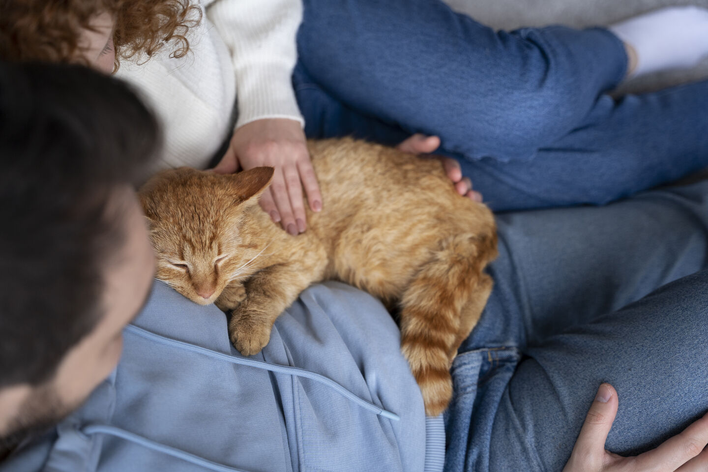 Gattino che dorme con i suoi pet parents