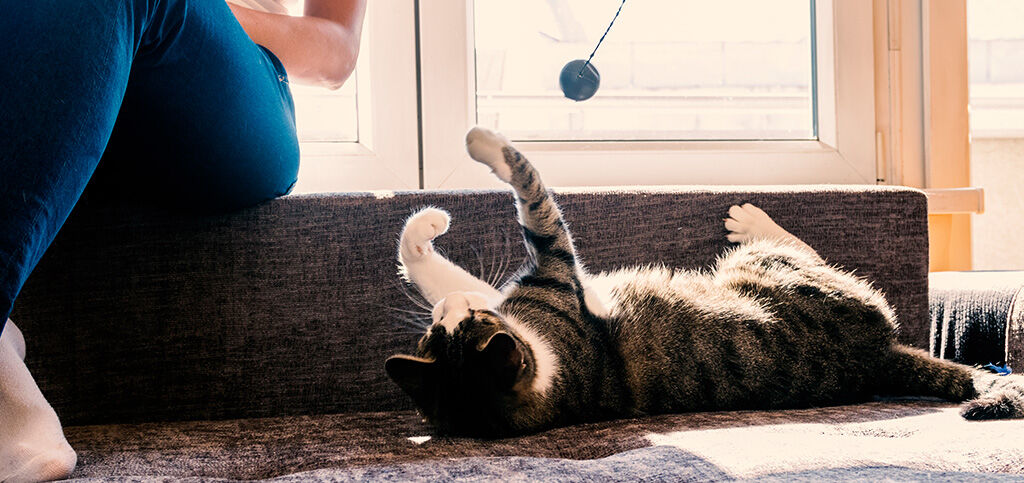 gato brincando