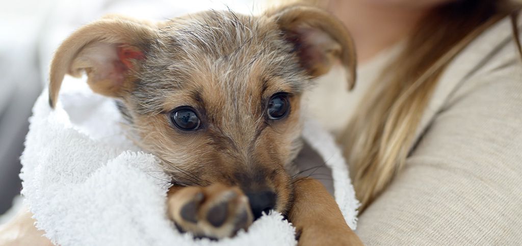 cachorrinho de braços