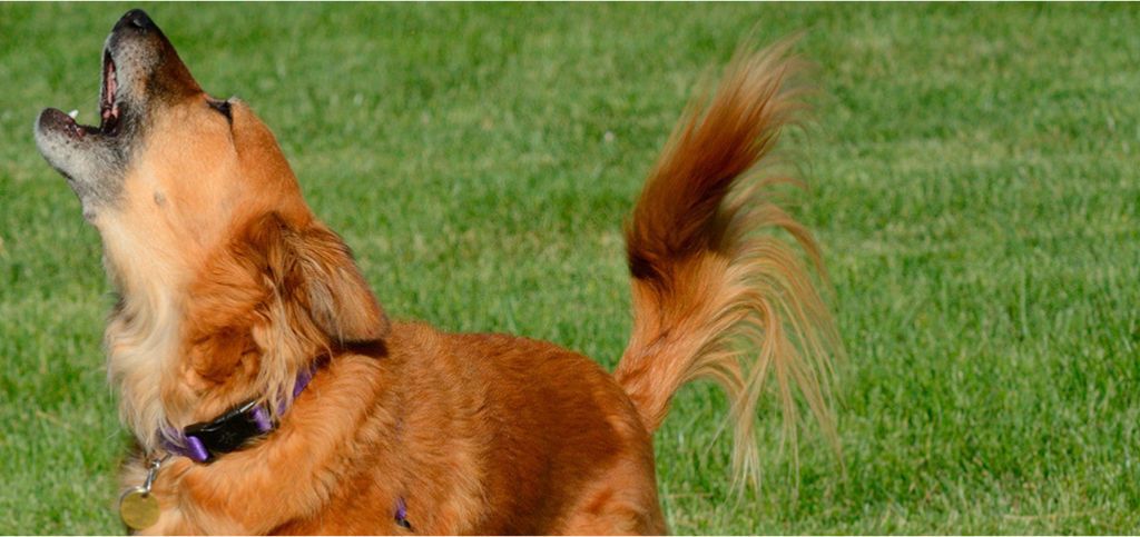 Conselhos para lidar com cães que ladram muito