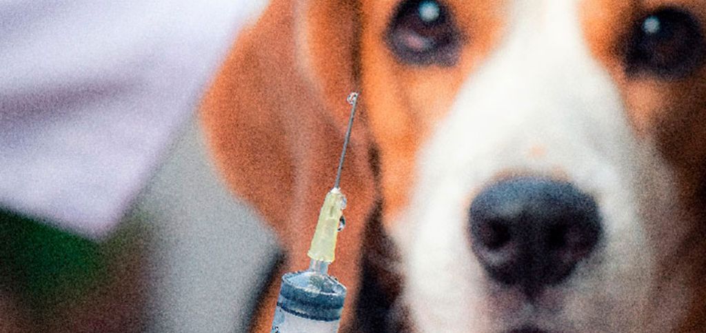vacinas para cães