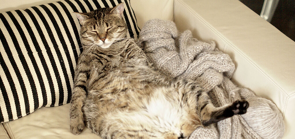 gato gordo