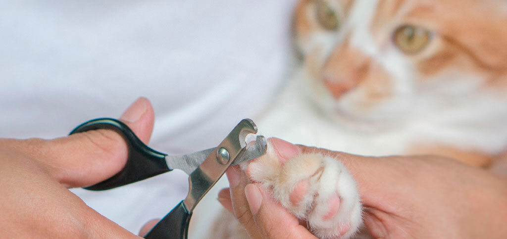 cortando as unhas de um gato
