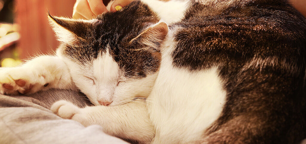 gato dormindo