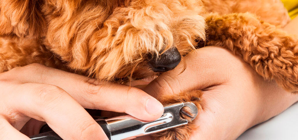 Como cortar as unhas do teu cão