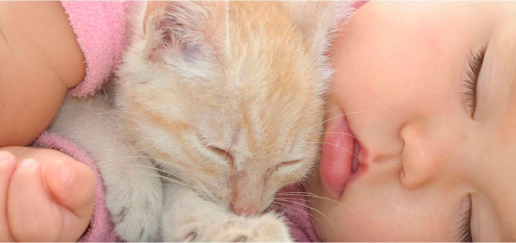 bebê abraçando gato