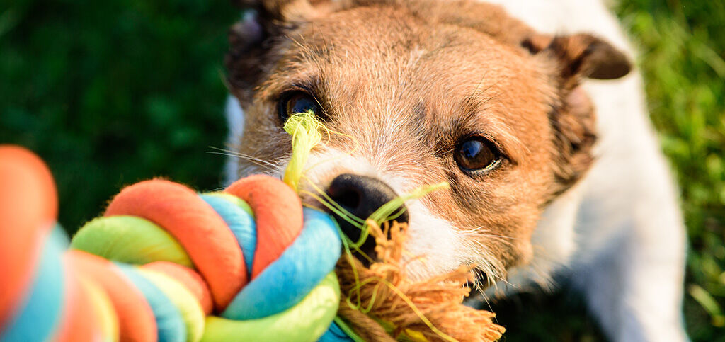 cachorro brincando com brinquedo