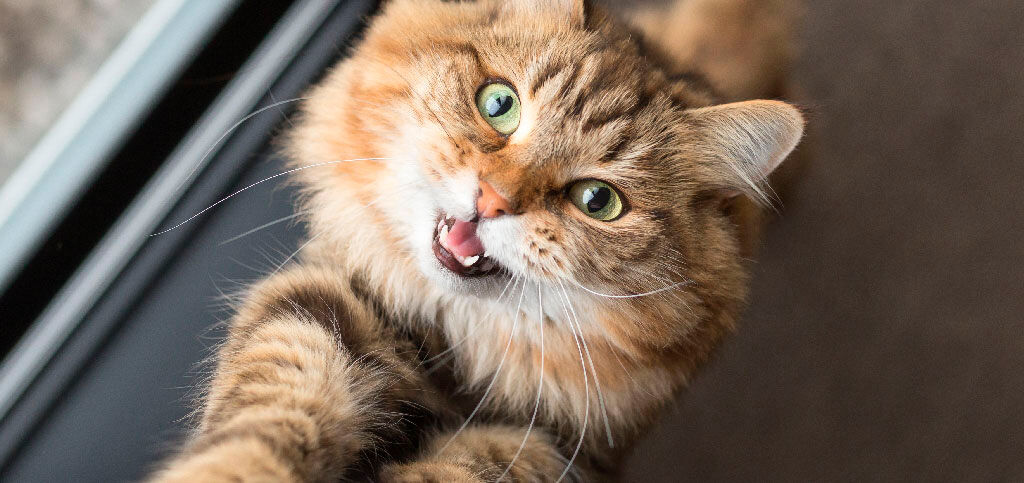gato com olhos verdes