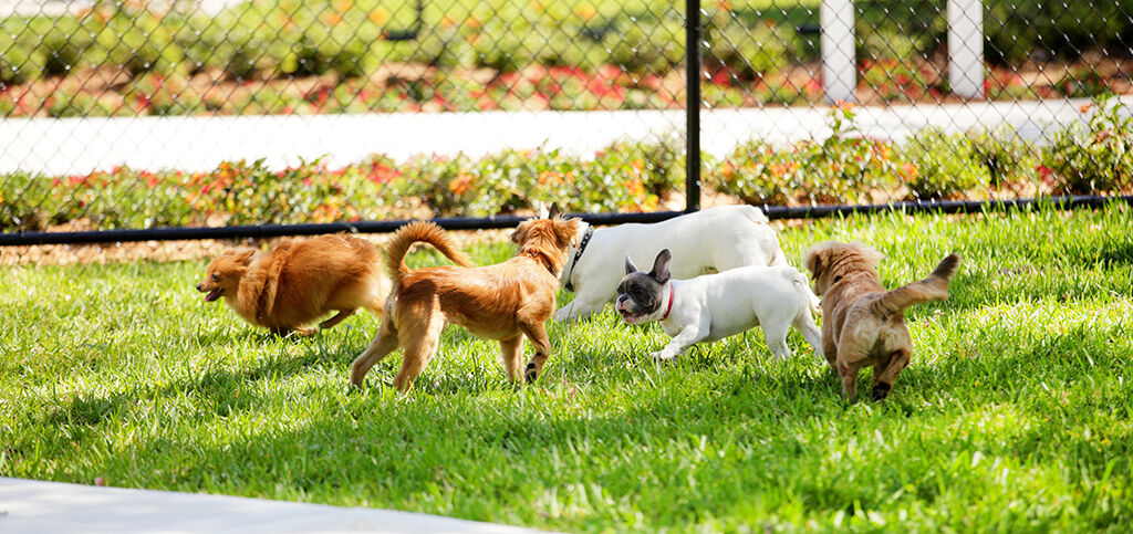 cachorros no parque