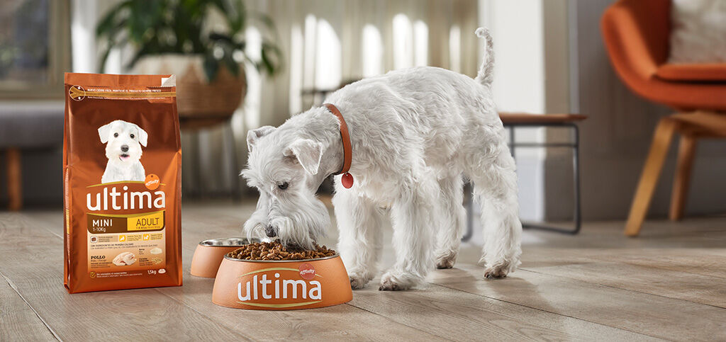 cachorro comendo a última comida