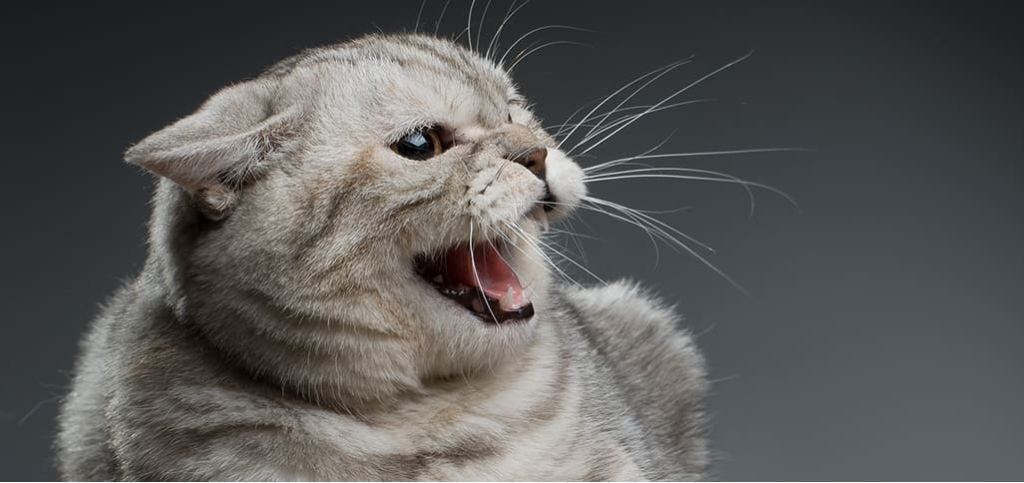 gato miando