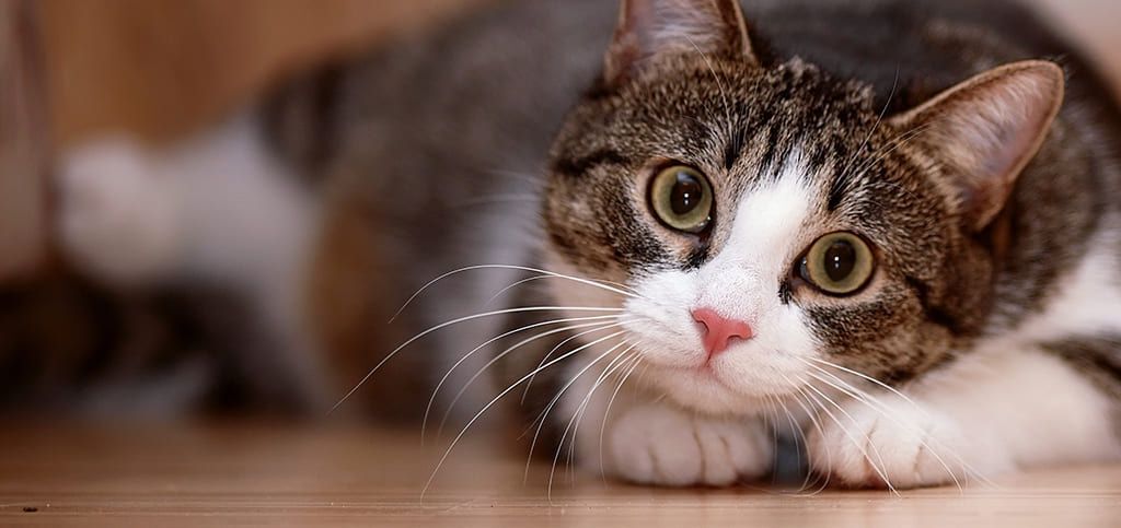gato deitado no chão olhando para a câmera