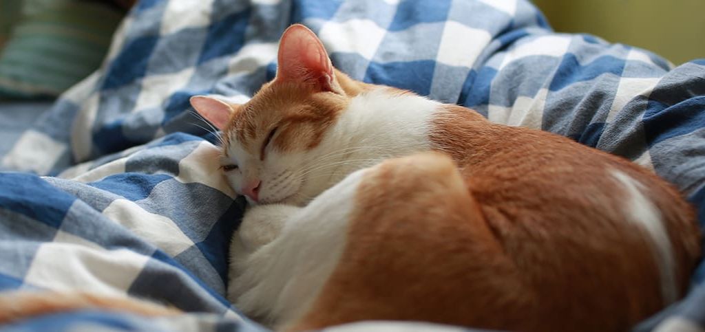 gato dormindo