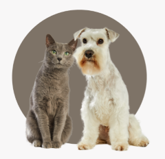 Conselhos e cuidados