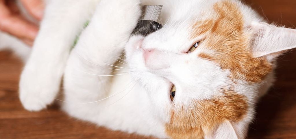 abraço de gato