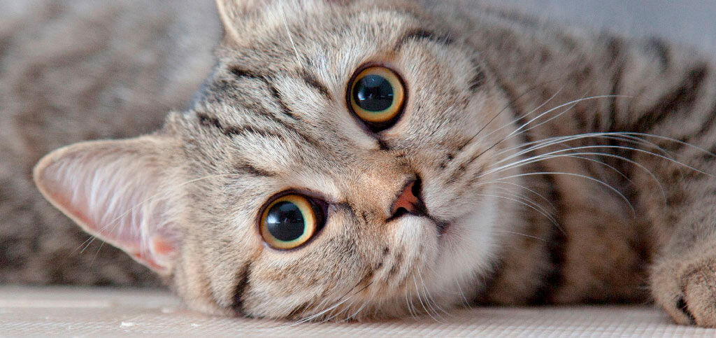 gato olhando para a câmera