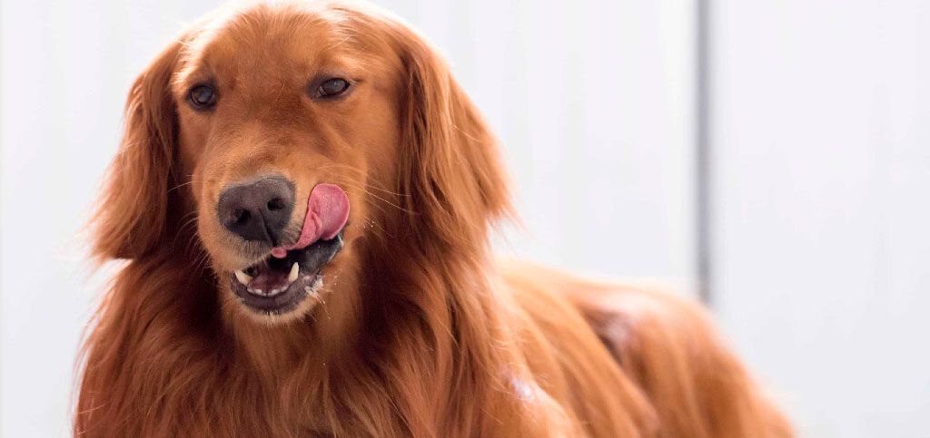 lambendo cachorro