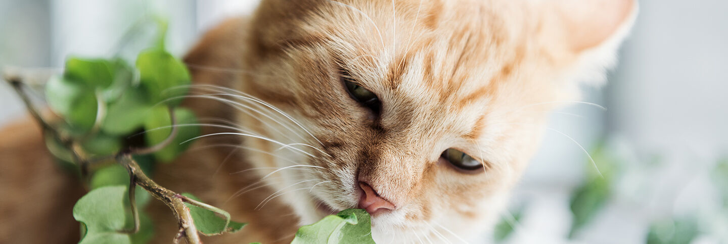 cat near plant