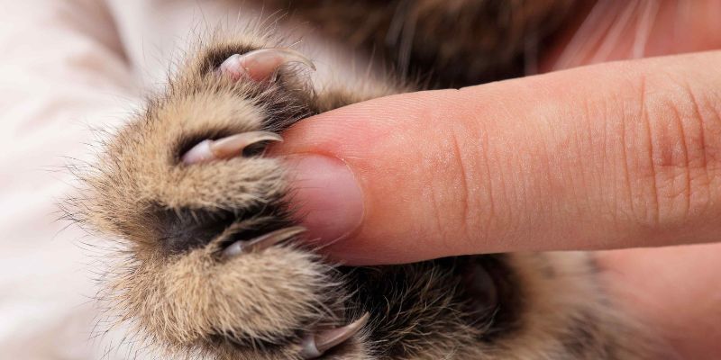 touching cat´s claws