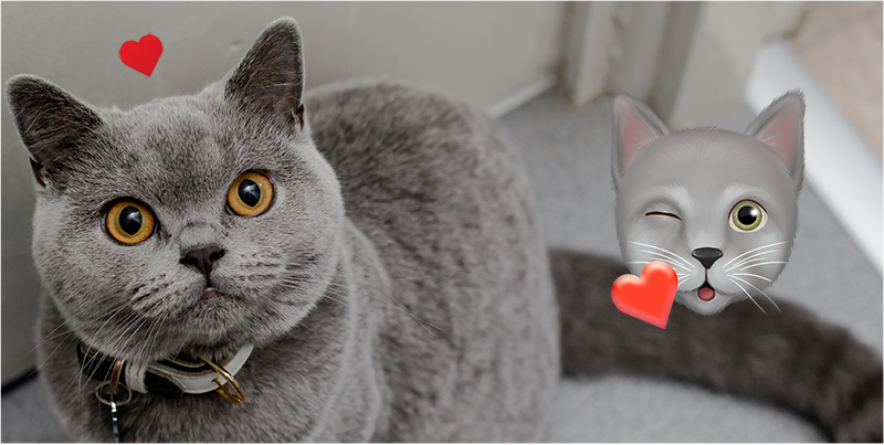 grey cat