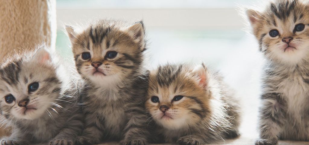 Weaning a kitten how do you do it and when should it be done Ultima