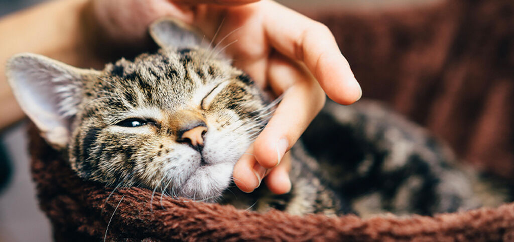 cat being petted