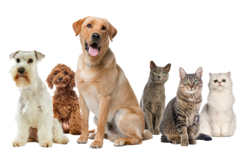 Home Ultima perros y gatos desktop.png