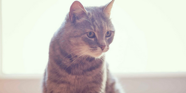 observant cat