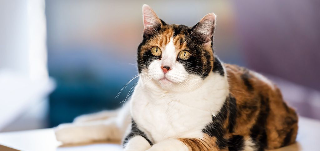 cat peacefully sitting