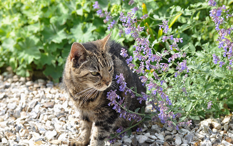 cat near catnip 
