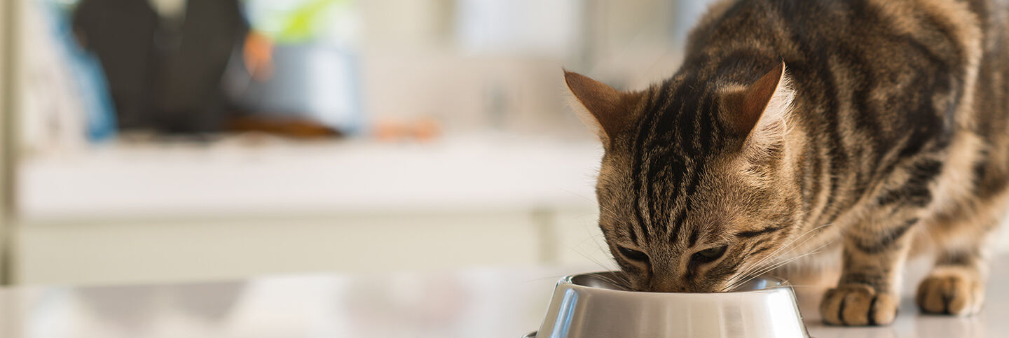 cat eating from bowl