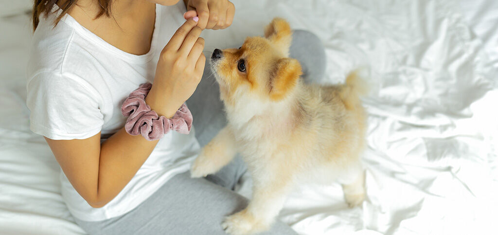 dog with woman