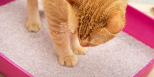 cat inside litter tray