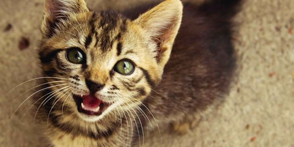 little green eyed cat