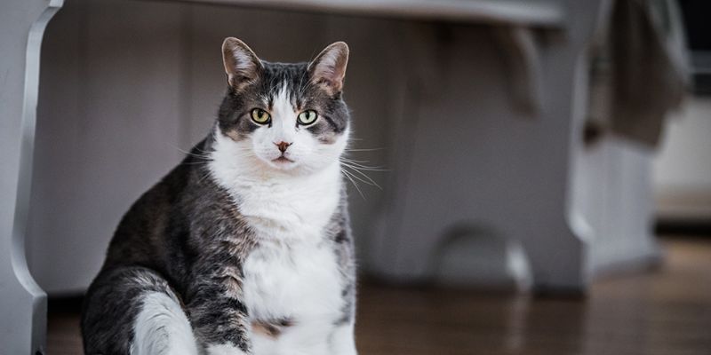 fat cat sitting