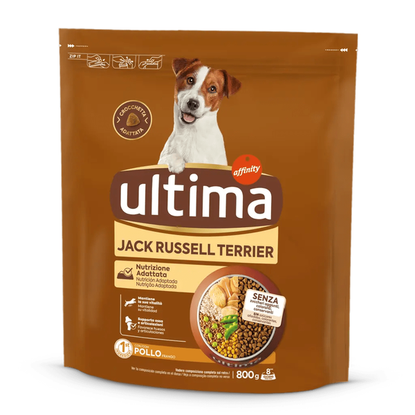 Small Jack Russell with Chicken