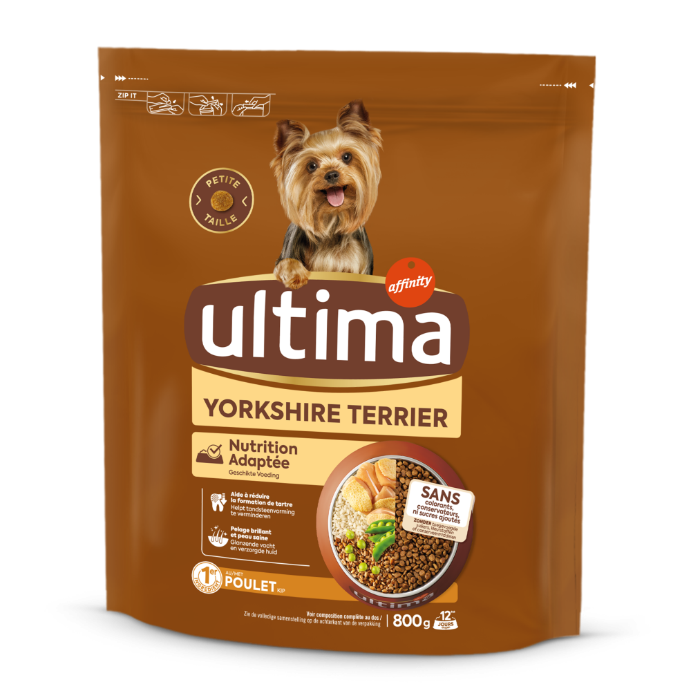 Petit Yorkshire Terrier avec du Poulet