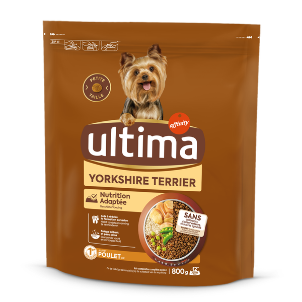 Petit Yorkshire Terrier avec du Poulet