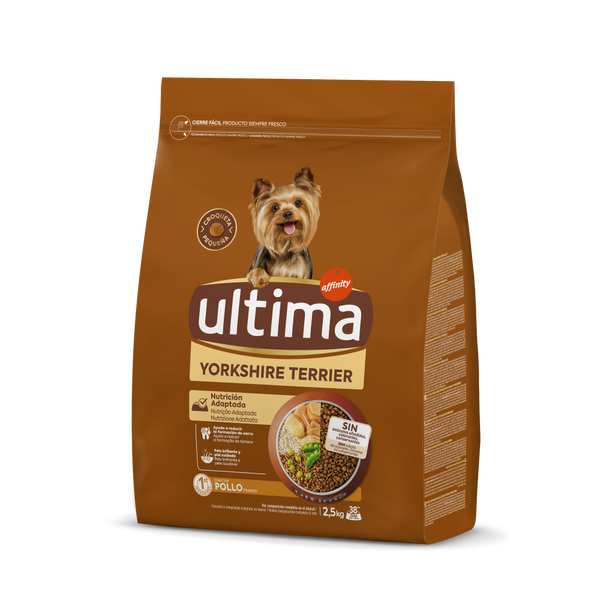 Peque&ntilde;o Yorkshire Terrier con Pollo