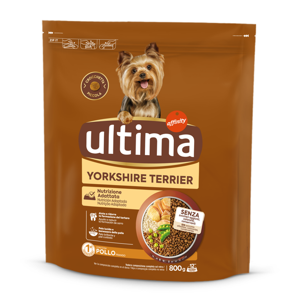 Small Yorkshire Terrier with Chicken