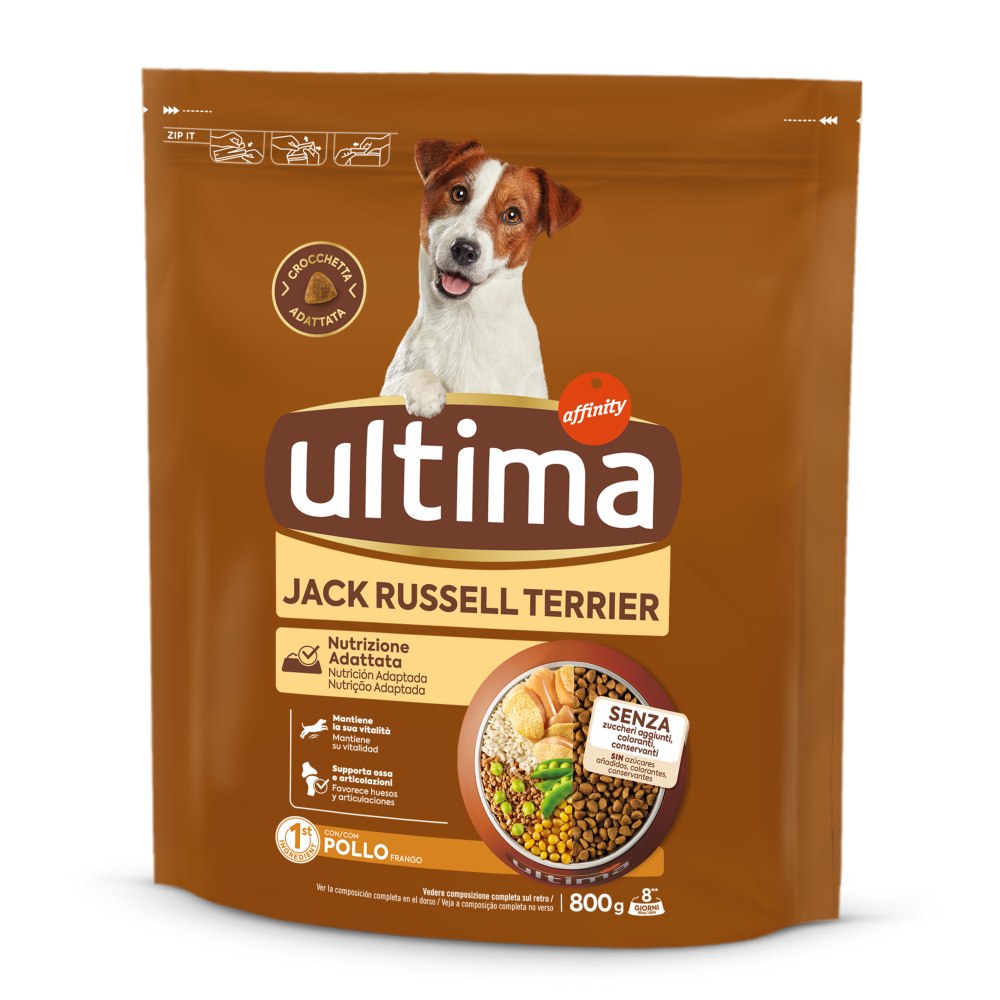 Petit Jack Russell avec du Poulet