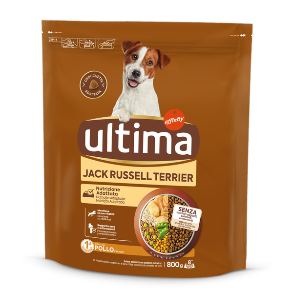 Petit Jack Russell avec du Poulet