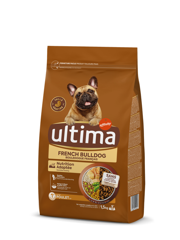 Petit French Bulldog avec du Poulet