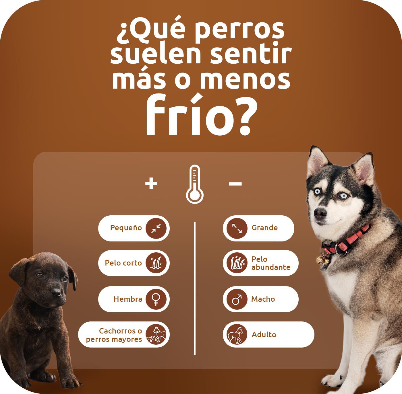 grafico frio