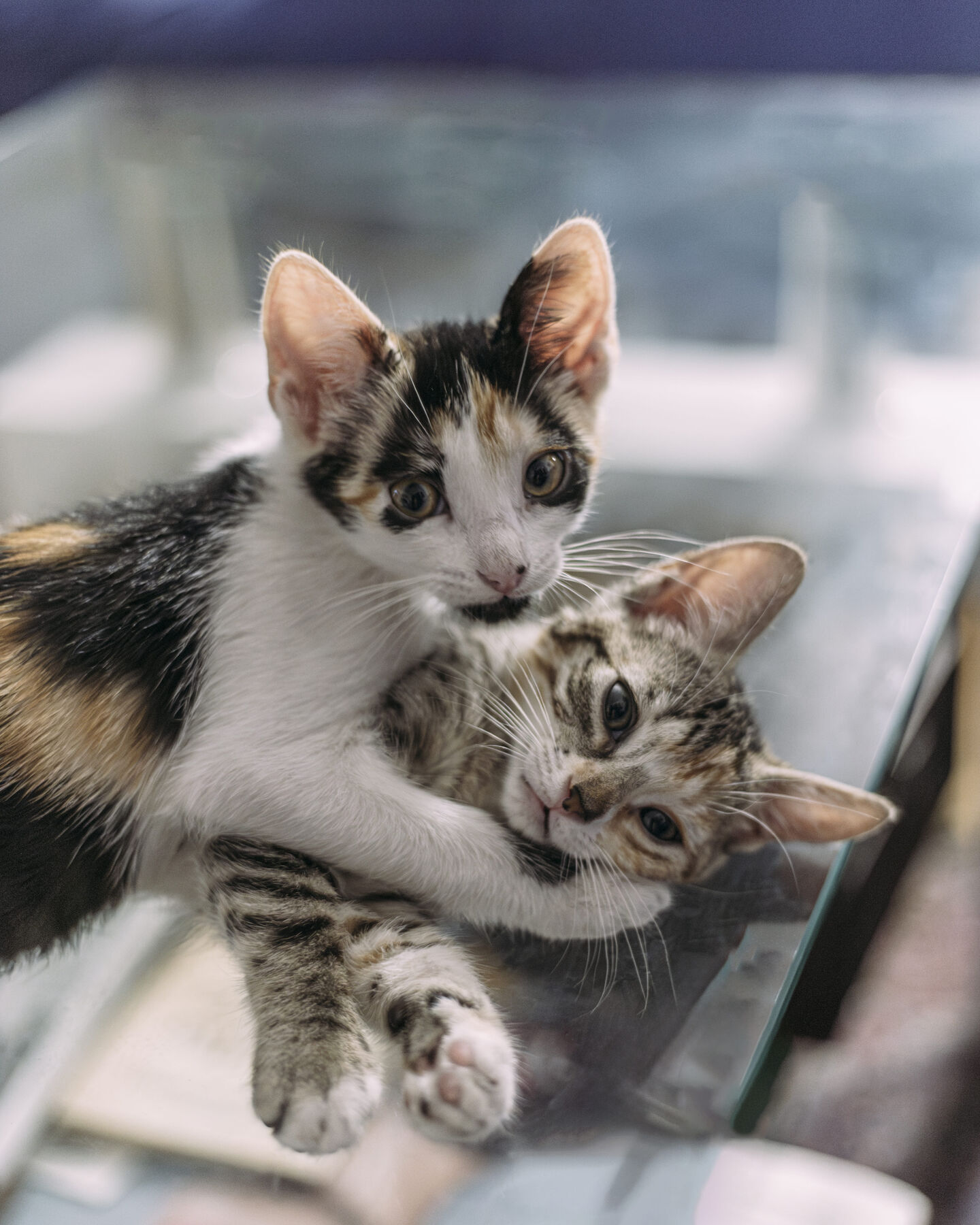 Dos gatitos jugando