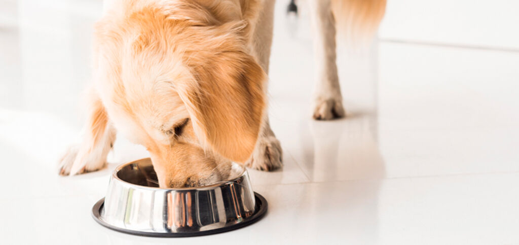 Alimentaci&oacute;n del perro senior