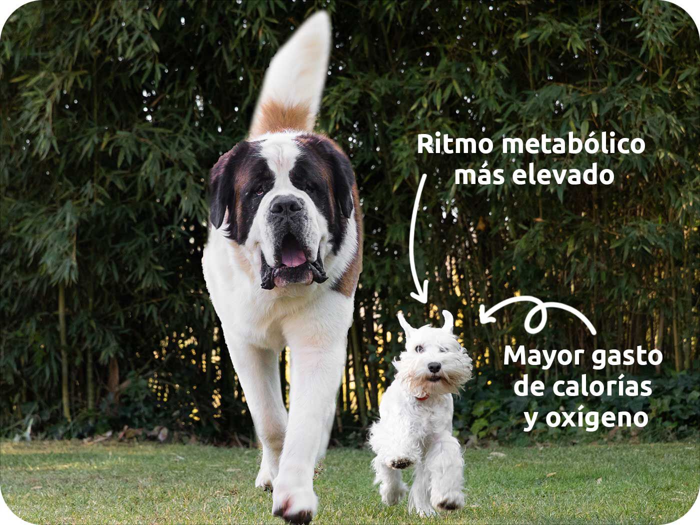 dos perros